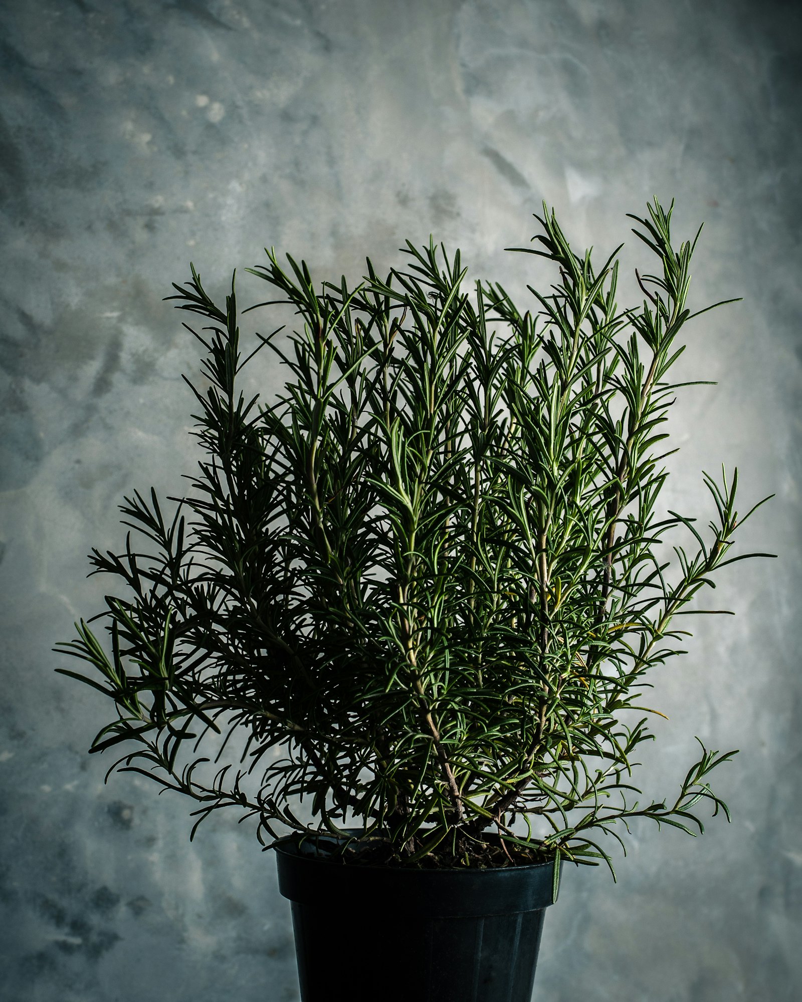 Herbs