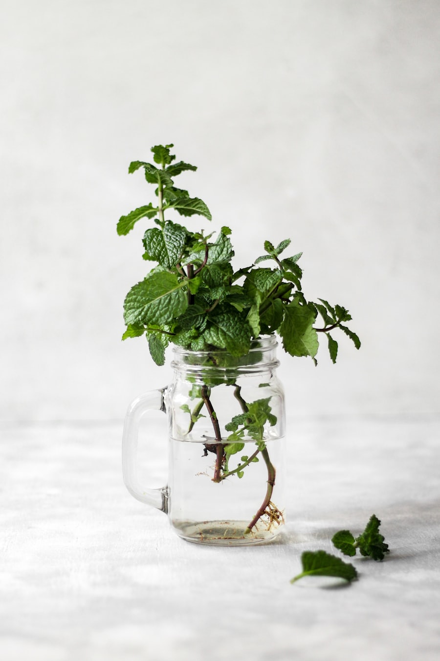 Wild Garden Mint
