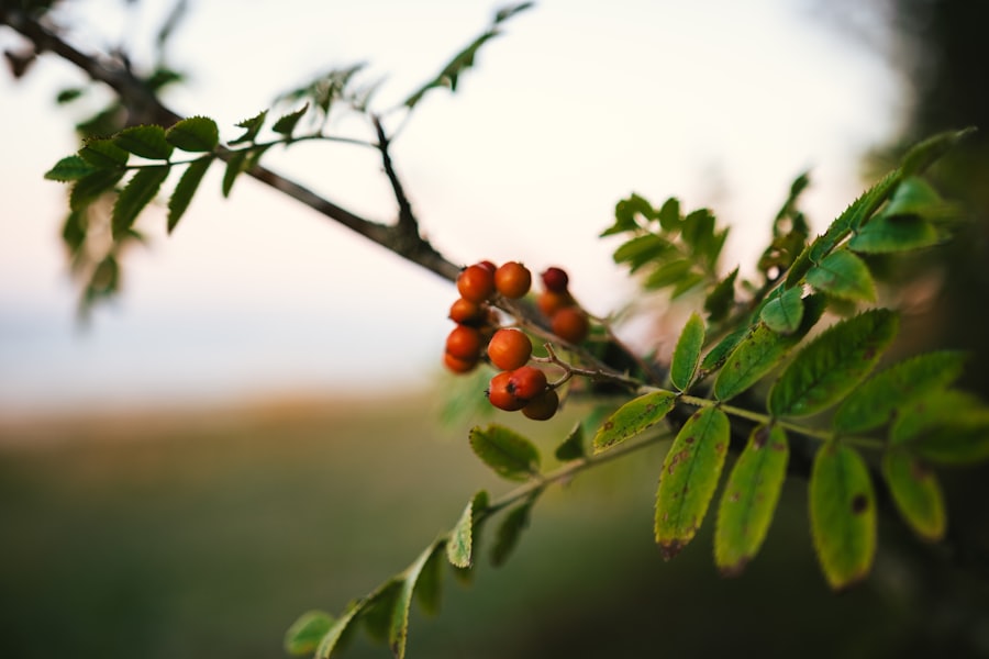 Rosehip Vitality